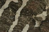 Polished Linella Avis Stromatolite - Million Years #129153-1